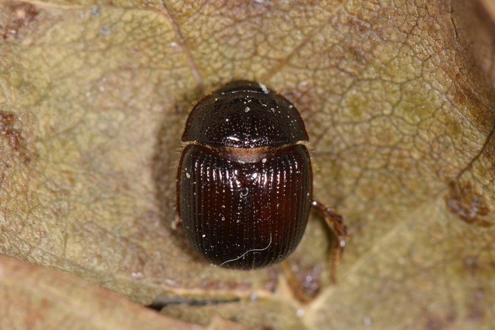 Odonteus armiger, femmina  (Geotrupidae)
